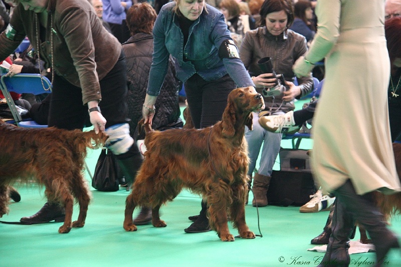 Crufts2011 760.jpg